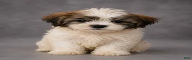 Benny