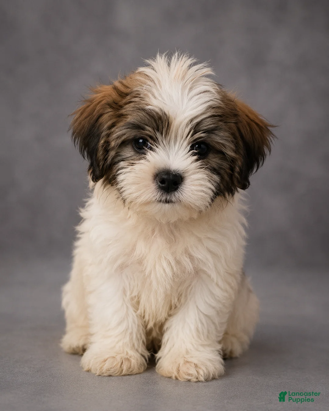 Shorkie dogs for sale: Benny - Ad 1