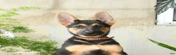 German Shepherd dogs for sale: Noelle - Ad 8
