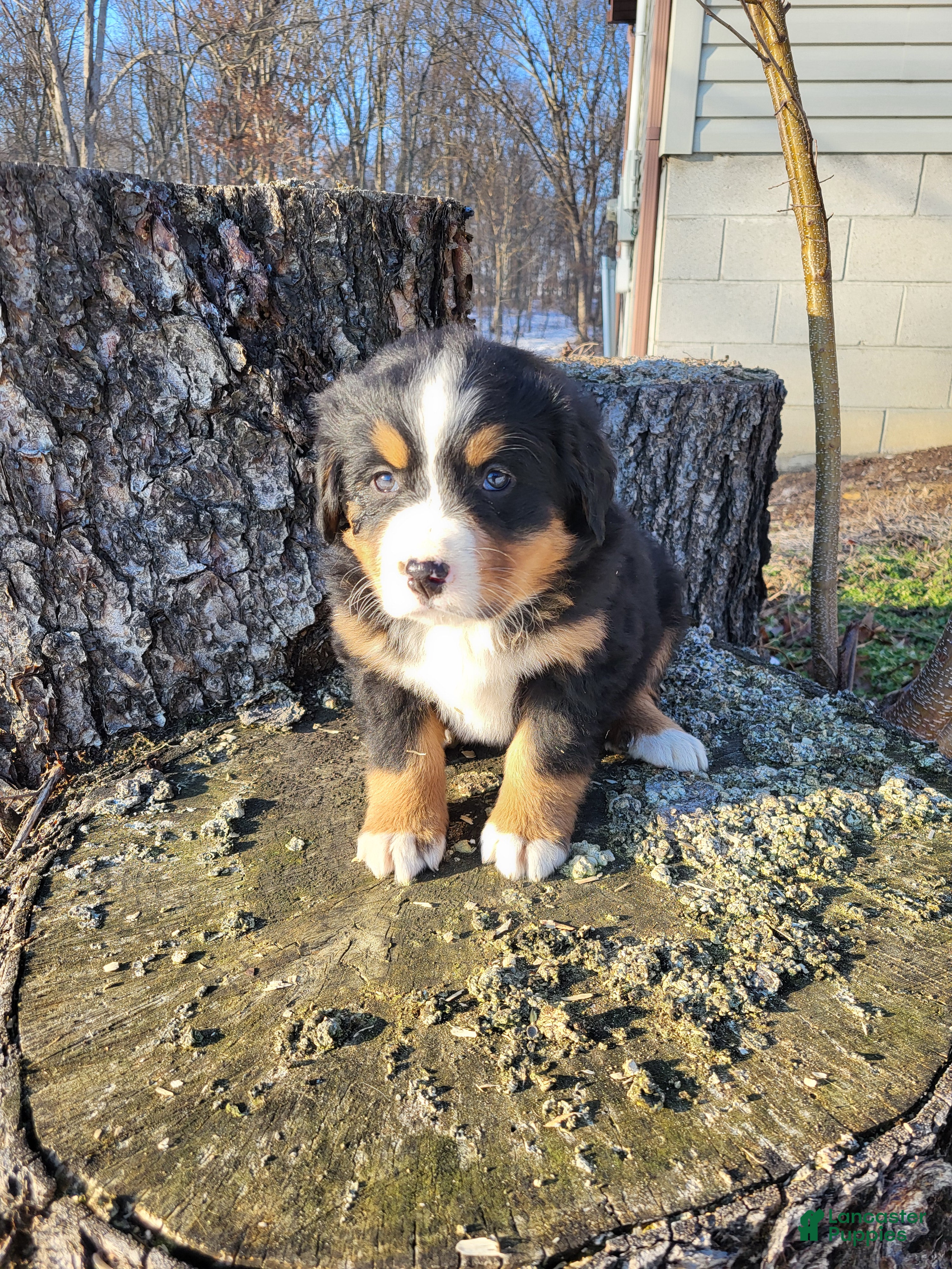Bernese Mountain Dog dogs Chloe - Ad 1
