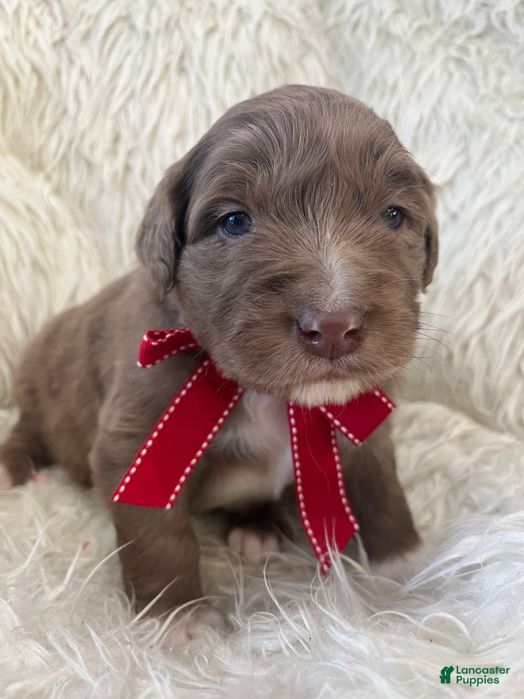 Mixed Breed dogs for sale: Buddy - Ad 1