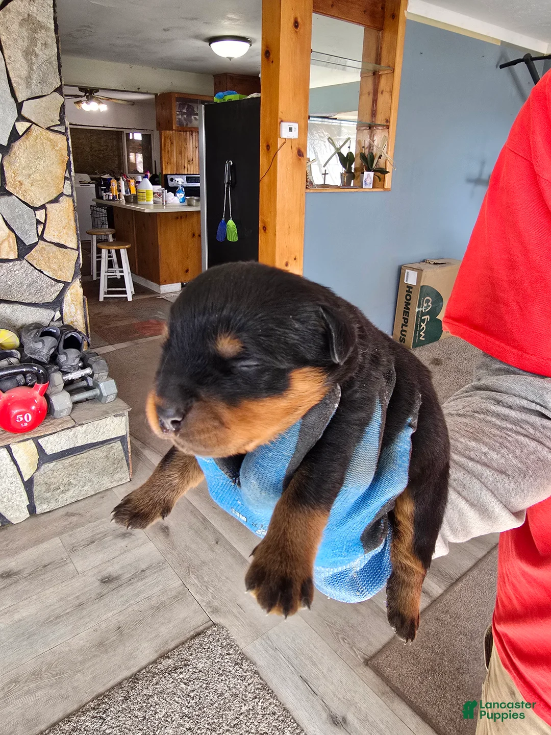 Rottweiler dogs for sale: Rottweiler Puppy 2 - Ad 1