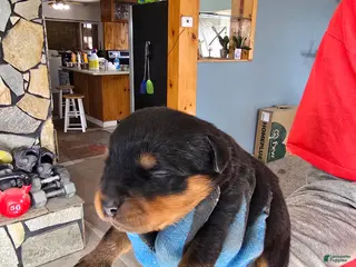 Rottweiler dogs for sale: Rottweiler Puppy 2 - Ad 2