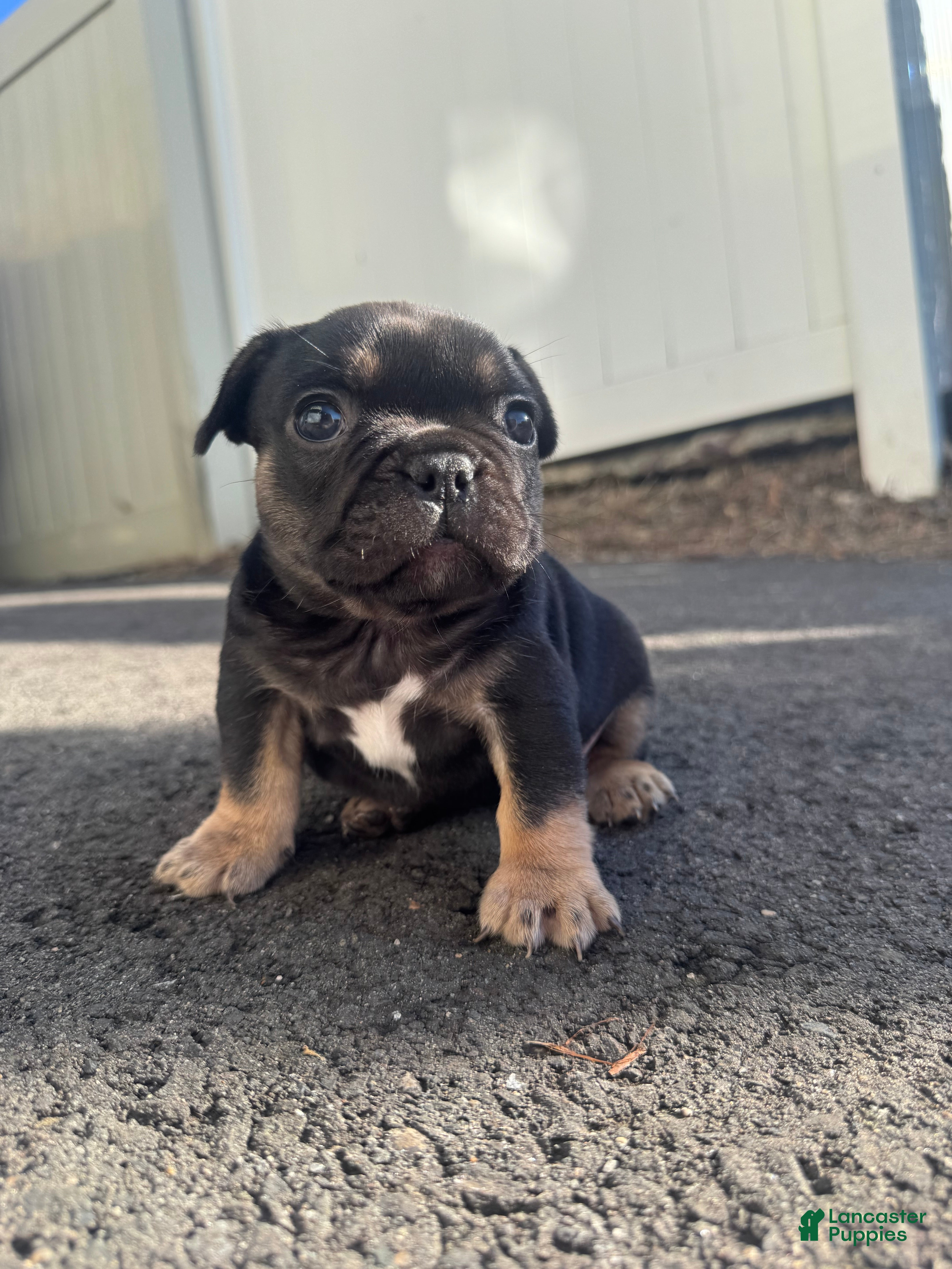 French Bulldog dogs Venus - Ad 1