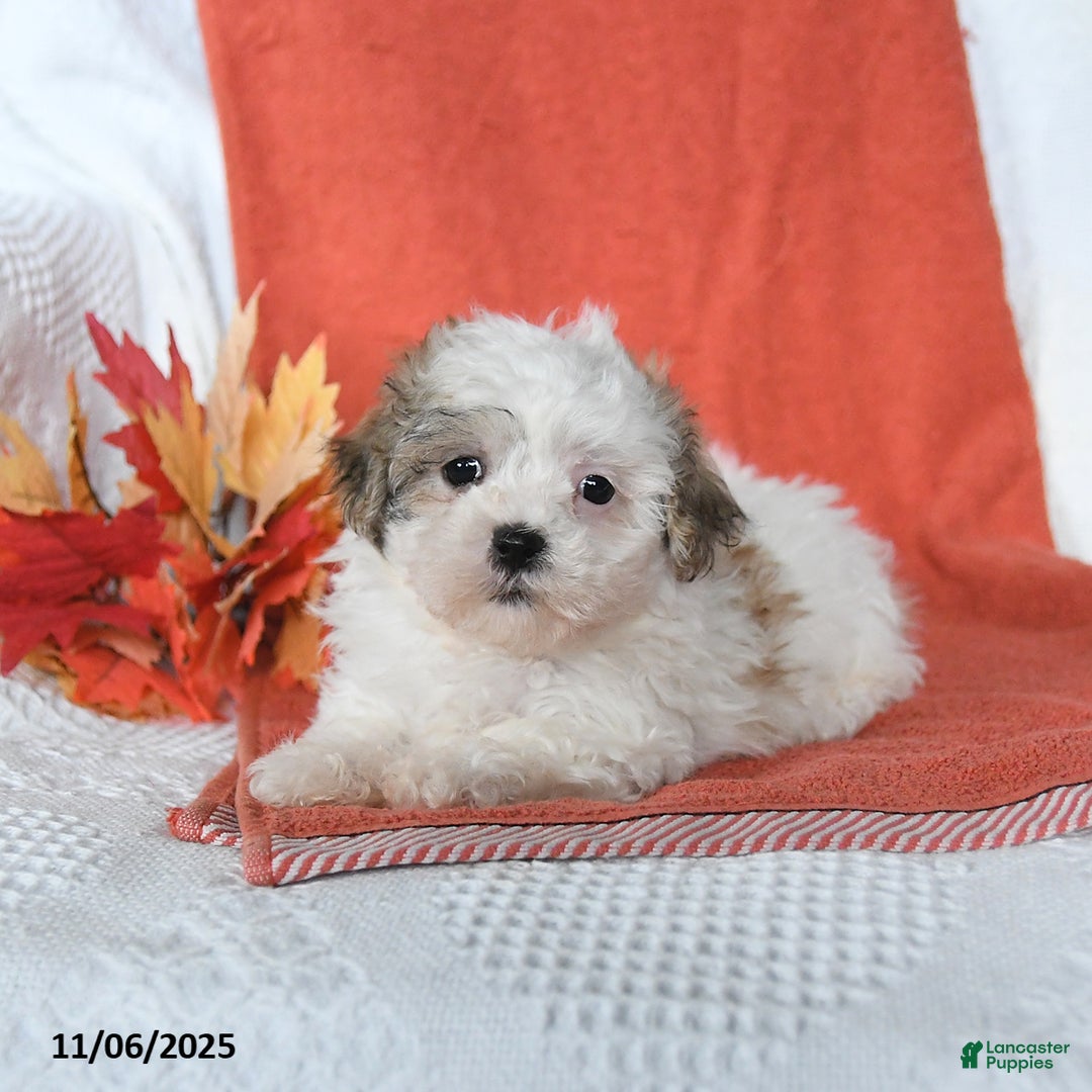 Malshi dogs for sale: Winnie - Ad 14