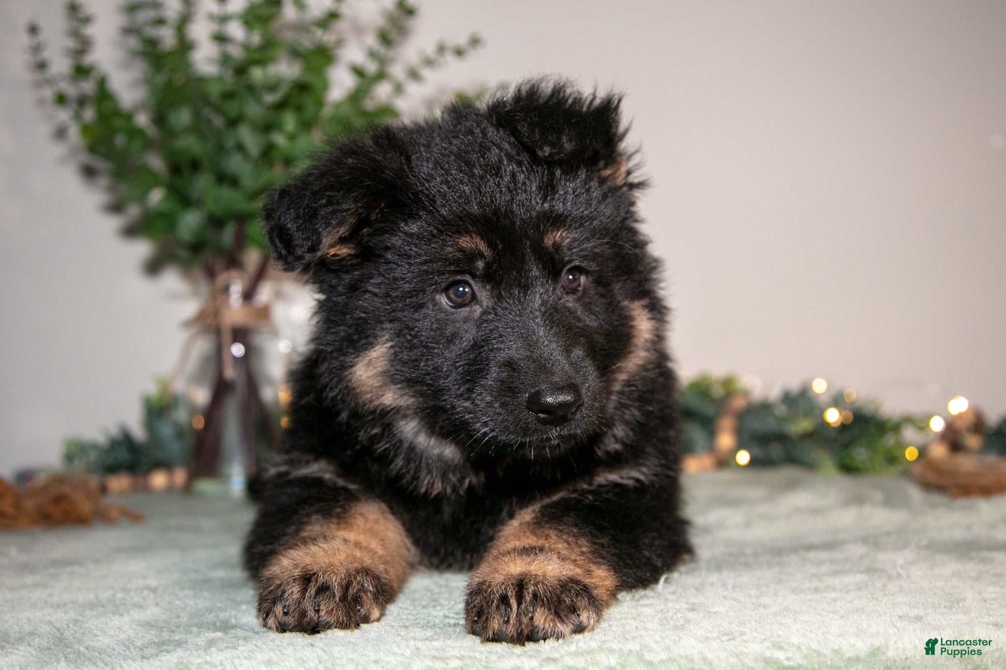German Shepherd dogs Lily - Ad 2