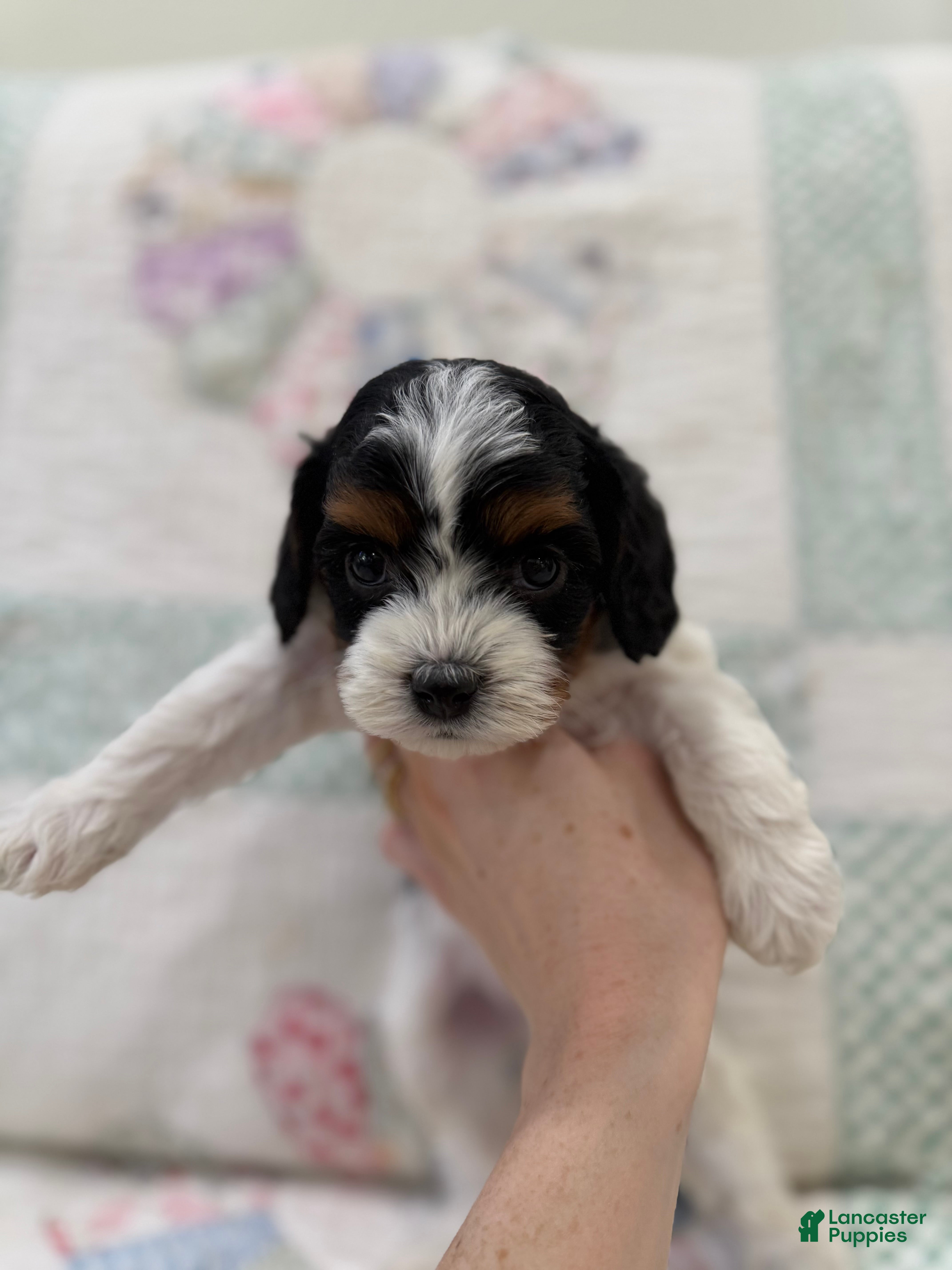 Cavapoo dogs Cavapoo Puppy 1 - Ad 2