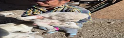 Mixed Breed dogs for sale: Mixed Breed 1 - Ad 1