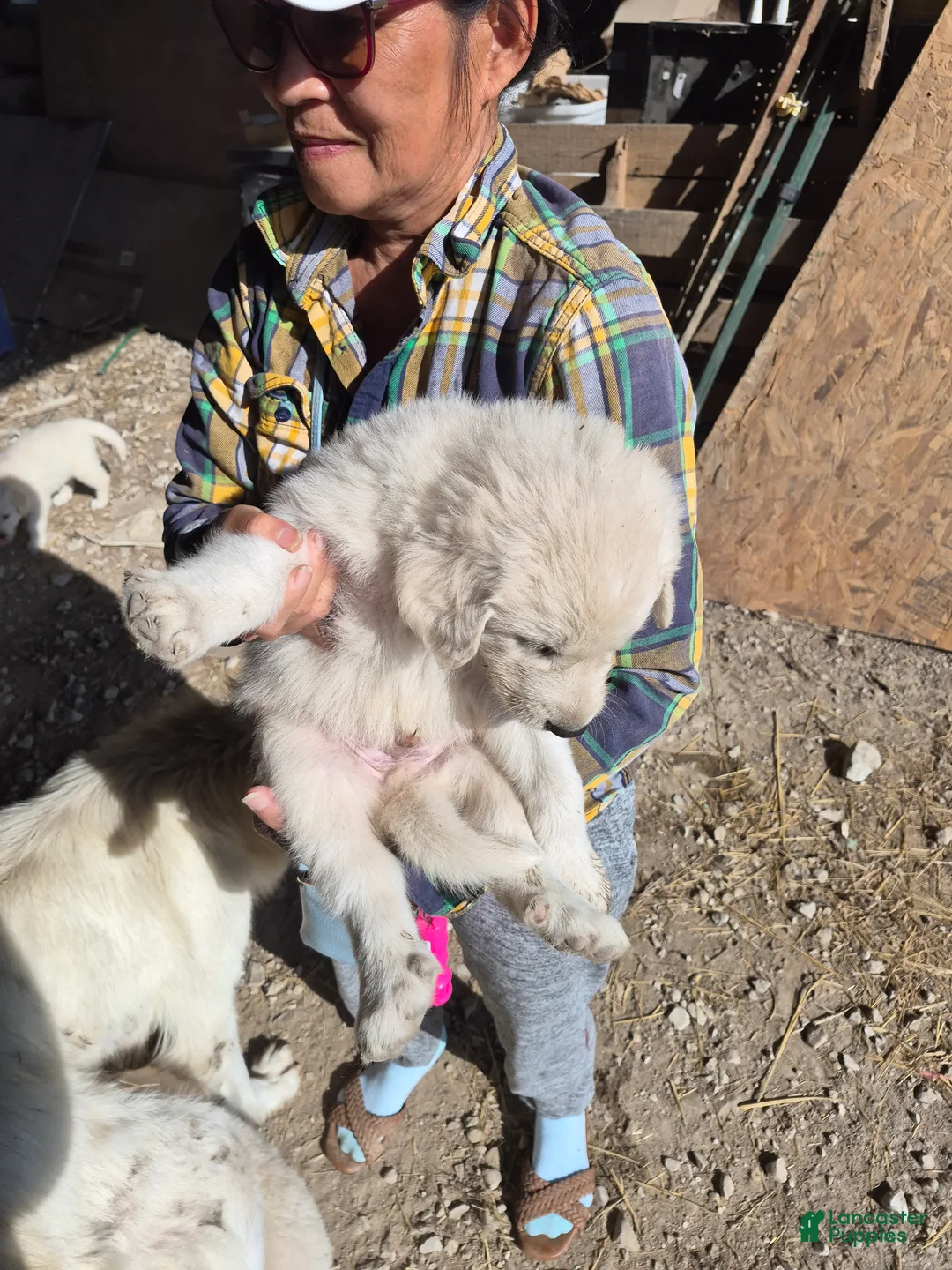 Mixed Breed dogs for sale: Mixed Breed 1 - Ad 1