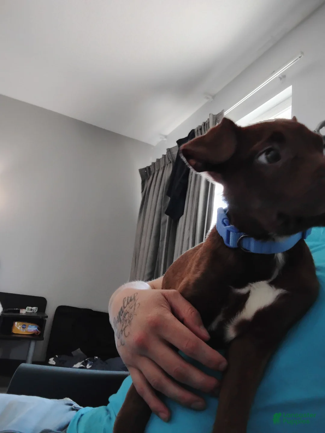 Mixed Breed dogs for sale: Mixed Breed Puppy 1 - Ad 2