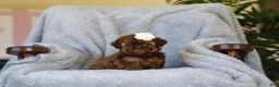 Toy Poodle dogs for sale: Briana - Ad 3