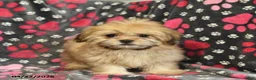 Shih Tzu dogs for sale: Zachary - Ad 5