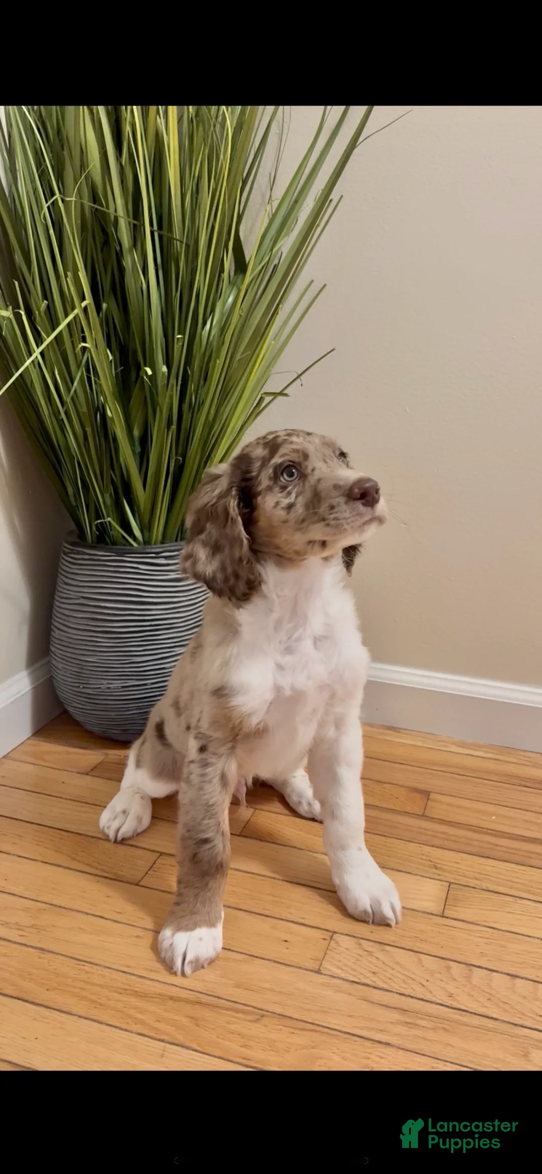 Double Doodle dogs for sale: Cupid - Ad 1