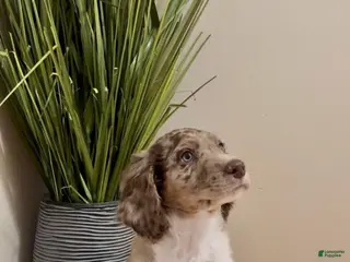 Double Doodle dogs Cupid - Ad 10