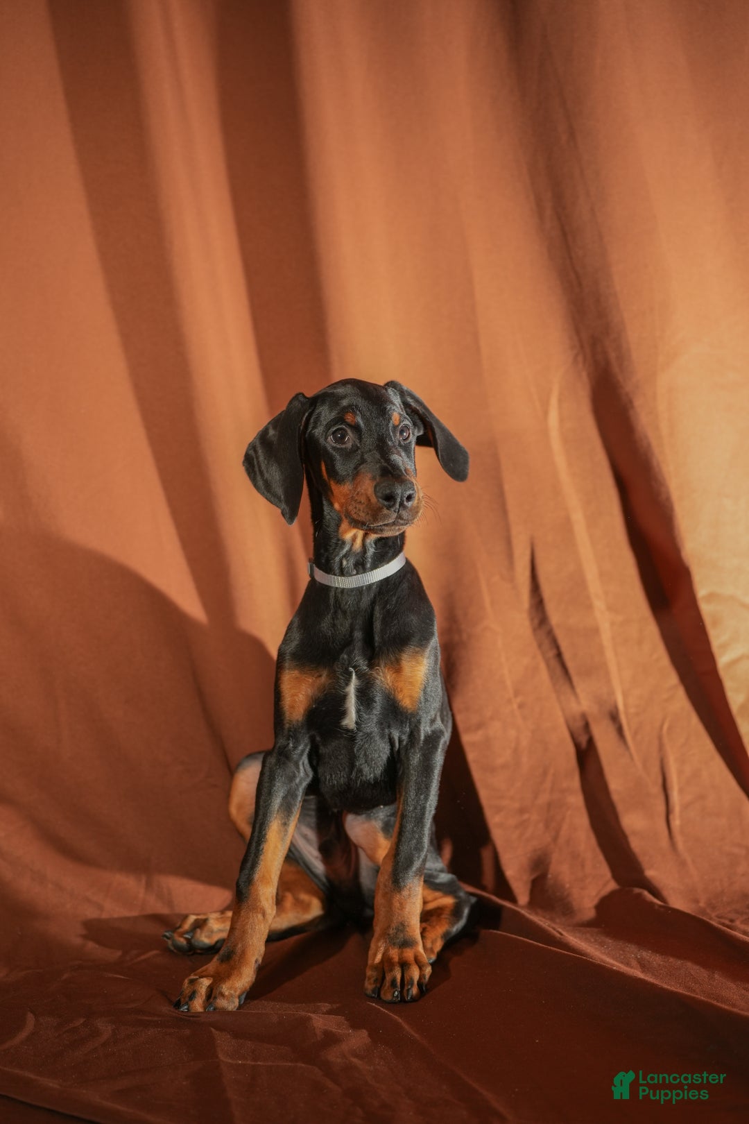 Doberman Pinscher dogs for sale: Gray - Ad 3