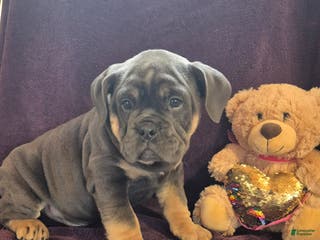 Olde English Bulldogge dogs Olde English Bulldogge Milo - Ad 8