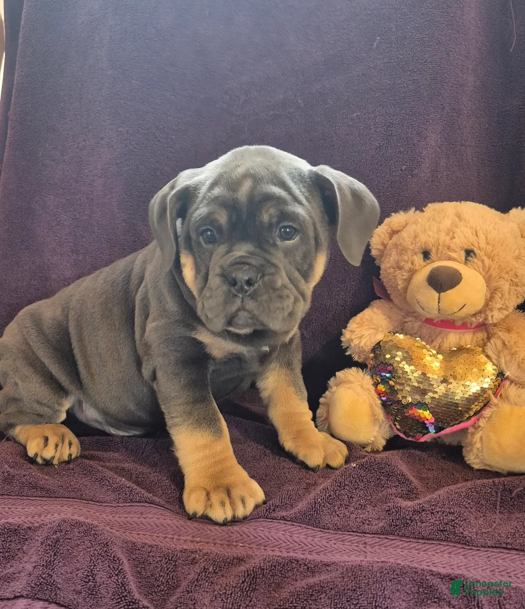 Olde English Bulldogge dogs for sale: Olde English Bulldogge Milo - Ad 2