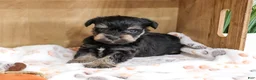 Miniature Schnauzer dogs for sale: Chief - Ad 1