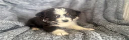 Australian Shepherd dogs for sale: Buttercup - Ad 2