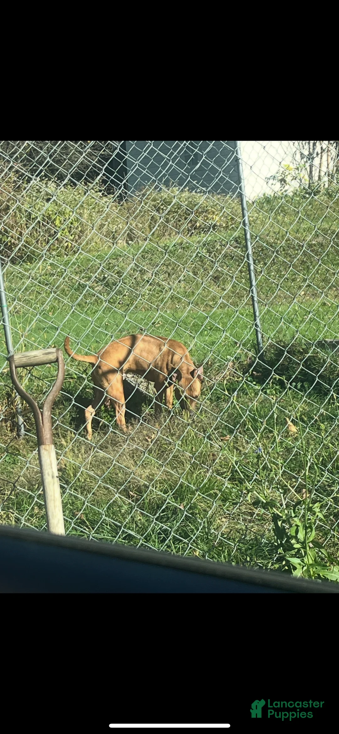 Mixed Breed dogs for sale: Mixed Breed Puppy 1 - Ad 2