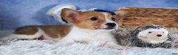 Welsh Corgi Pembroke dogs for sale: Luigi - Ad 9