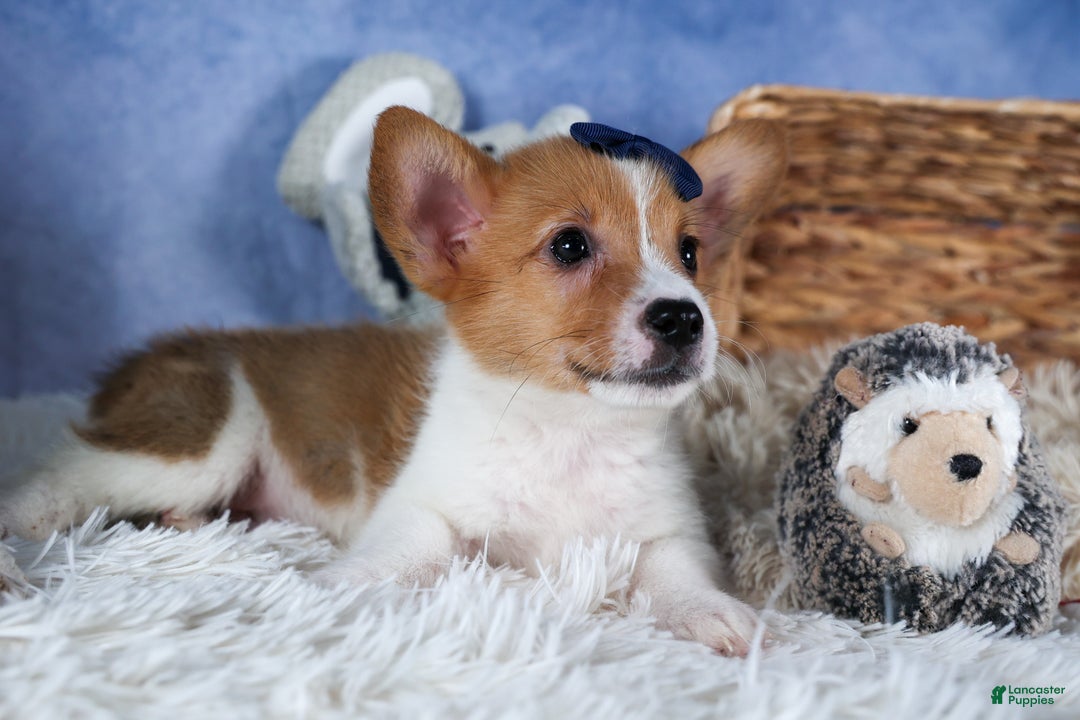 Welsh Corgi Pembroke dogs for sale: Luigi - Ad 9