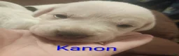Mixed Breed dogs for sale: Kanon - Ad 4