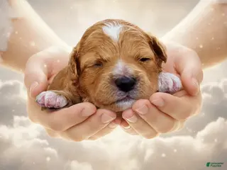 Havapoo dogs Mimi - Ad 28