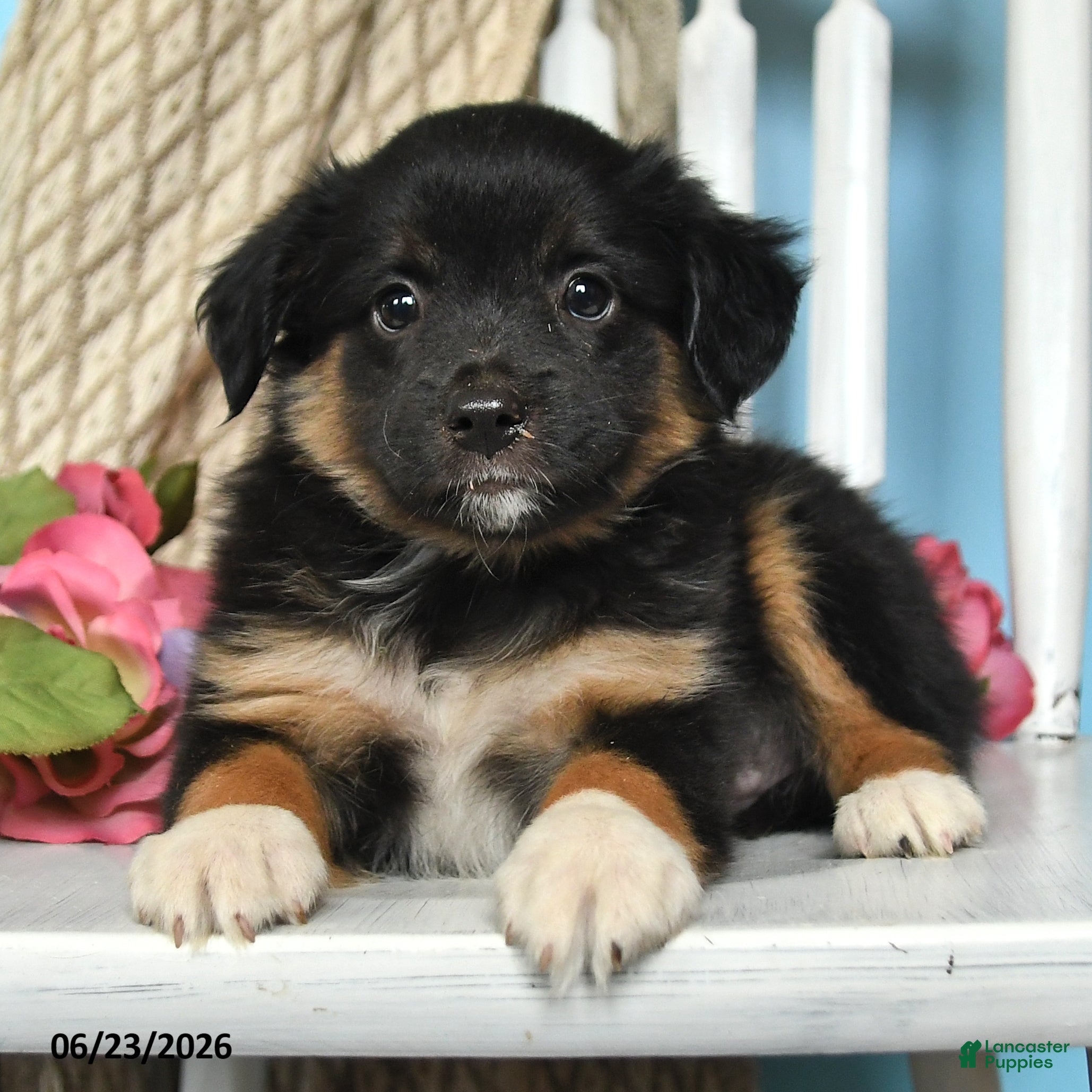 Miniature Australian Shepherd dogs Pixie - Ad 2