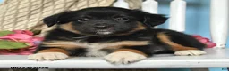 Miniature Australian Shepherd dogs for sale: Pixie - Ad 2