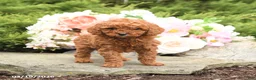 Mini Goldendoodle dogs for sale: Sawyer - Ad 3