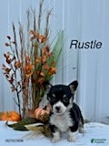 Welsh Corgi Pembroke dogs for sale: Rustle - Ad 25