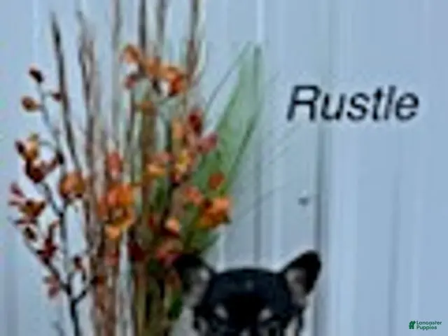 Welsh Corgi Pembroke dogs for sale: Rustle - Ad 40