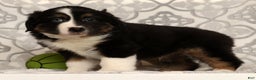Miniature Australian Shepherd dogs for sale: Toby - Ad 9