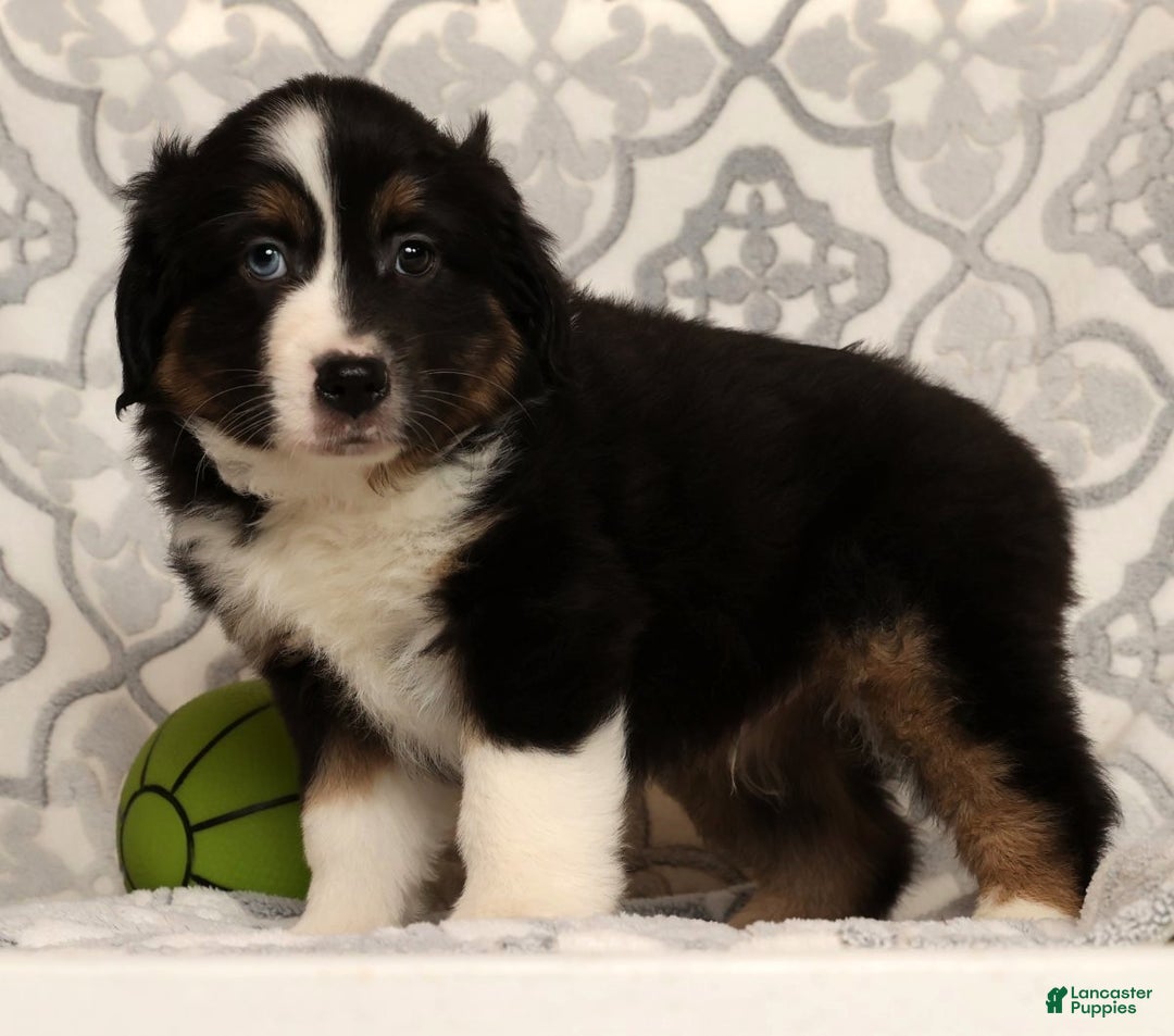 Miniature Australian Shepherd dogs for sale: Toby - Ad 9
