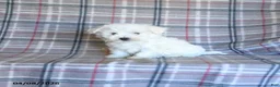 Maltese dogs for sale: Skippy - Ad 4