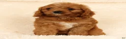 Cavapoo dogs for sale: Ruby - Ad 5