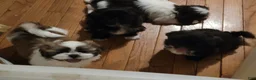 Shih Tzu dogs for sale: Crypto  - Ad 14
