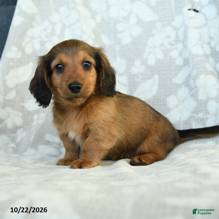 Miniature Dachshund dogs for sale: Paddington - Ad 2