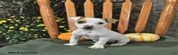 Jack Russell Terrier dogs for sale: Tinsley - Ad 3