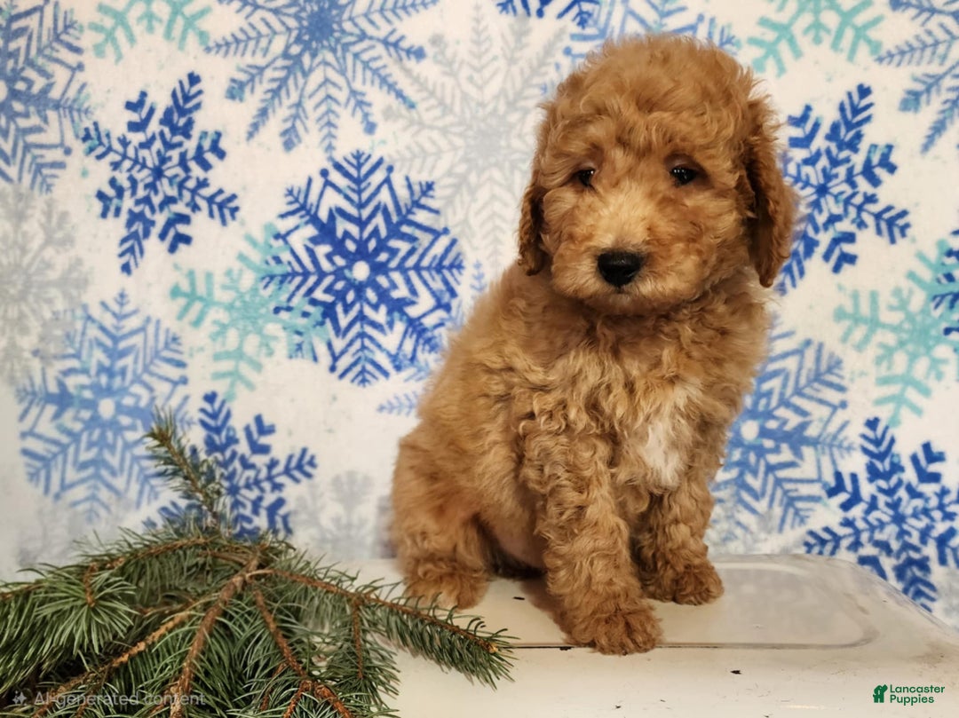Mini Goldendoodle dogs for sale: Nash - Ad 1