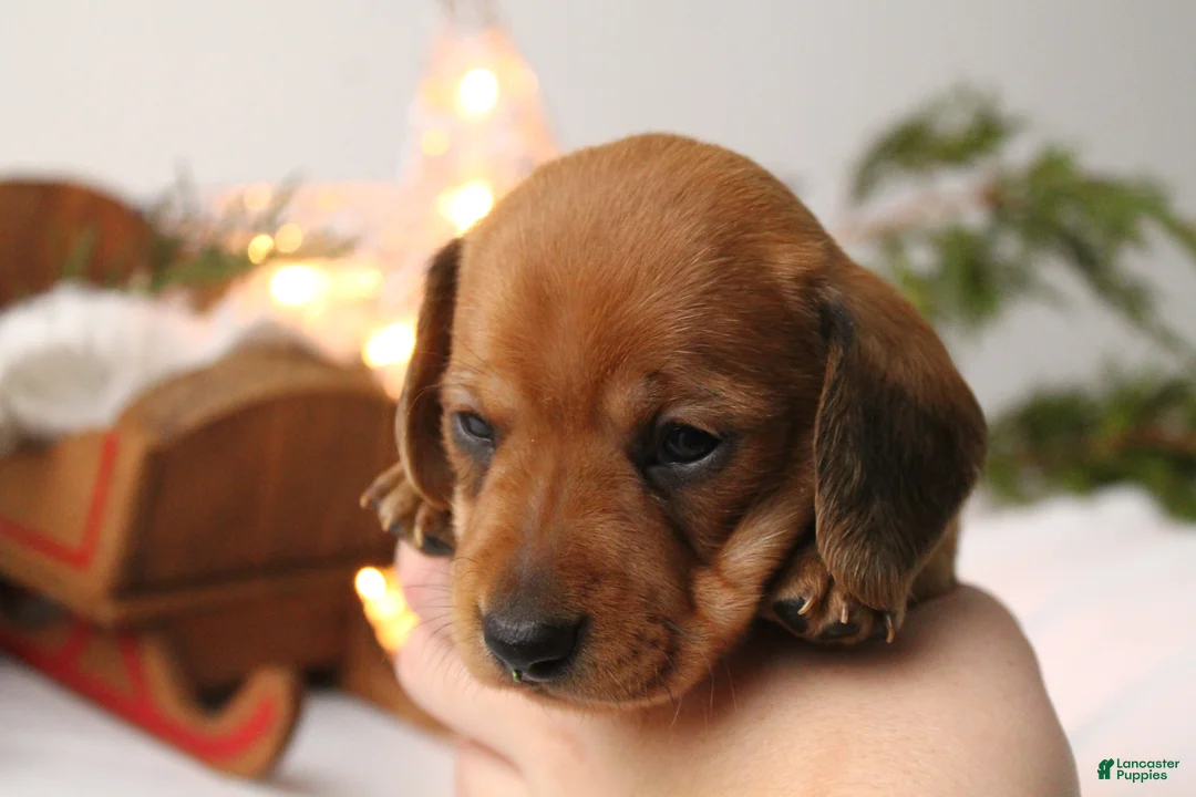 Dachshund dogs for sale: Sugar - Ad 18