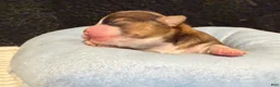 Chihuahua dogs for sale: Chihuahua 2 - Ad 6