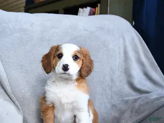 Mixed Breed dogs Benji - Ad 39