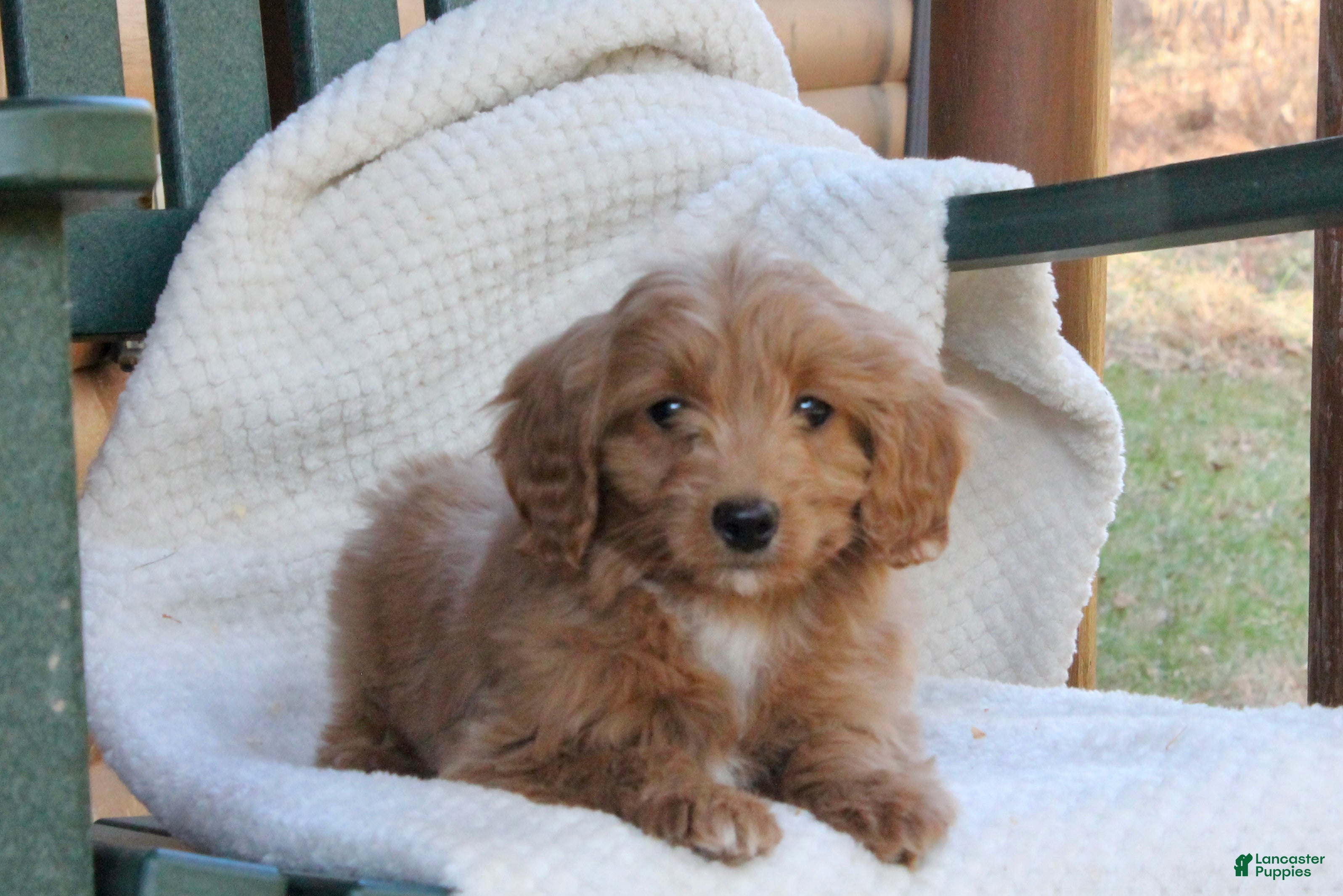 Mini Goldendoodle dogs Buddy - Ad 2