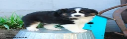 Miniature Australian Shepherd dogs for sale: Belle - Ad 3