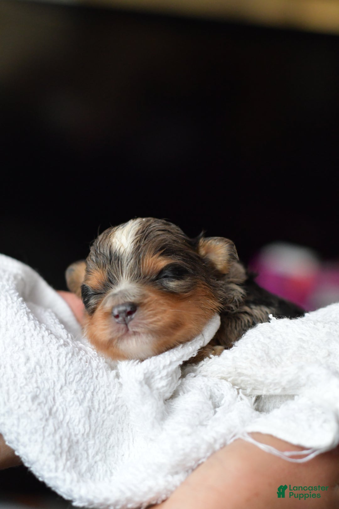 Mini Aussiedoodle dogs for sale: Jackson - Ad 4