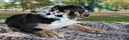English Bulldog dogs for sale: Juice - Ad 3