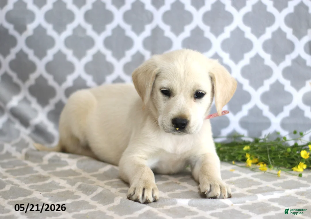 Mixed Breed dogs for sale: Rhonda - Ad 2