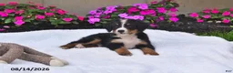 Bernese Mountain Dog dogs for sale: Rhett - Ad 5